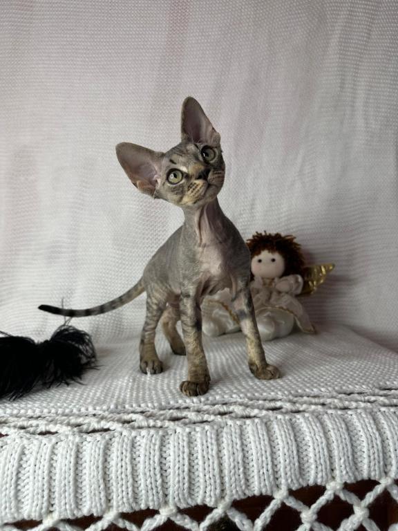 Tabby Male photo 4