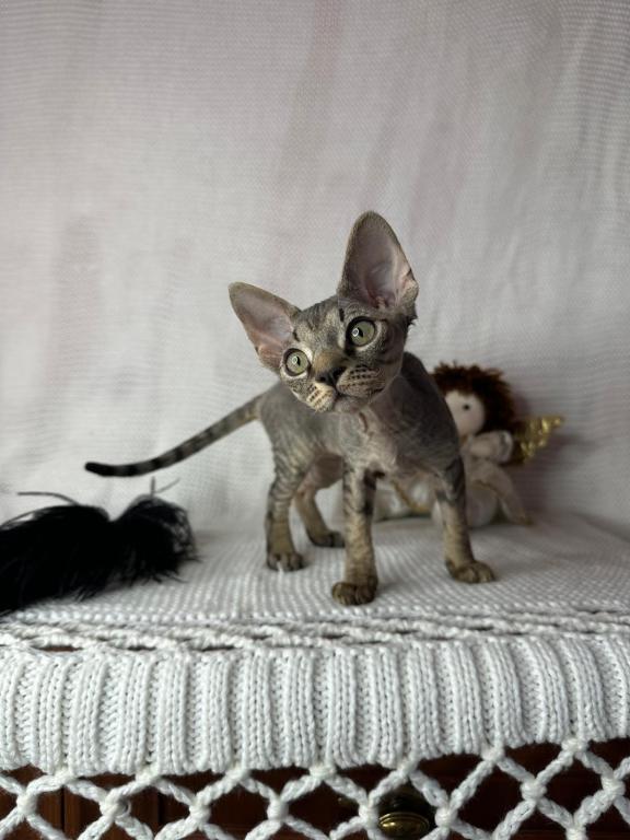 Tabby Male photo 1