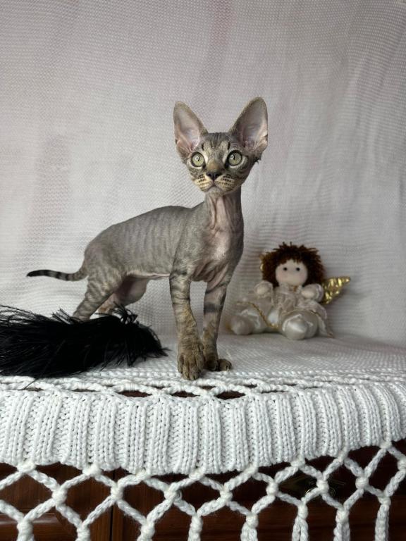 Tabby Male photo 2