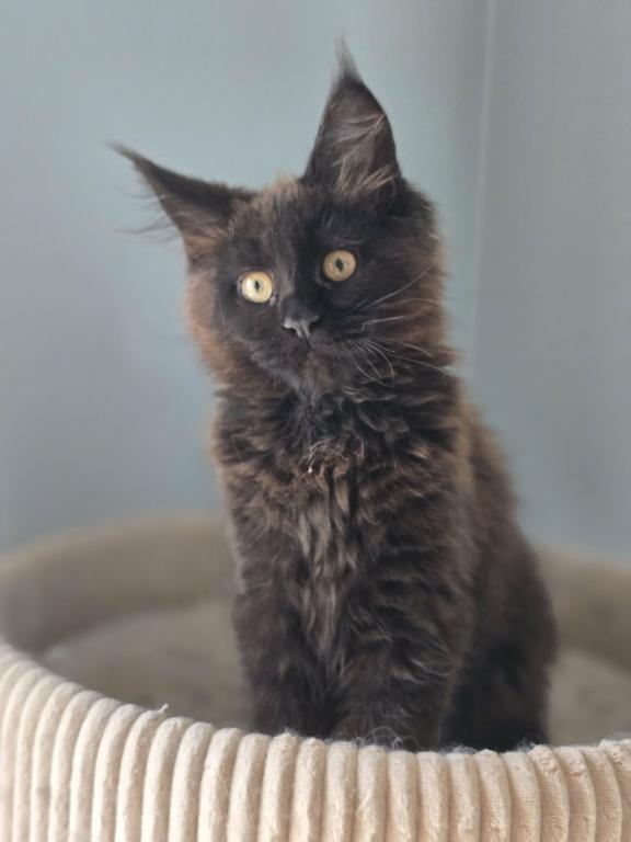 Female Maine Coon photo 2