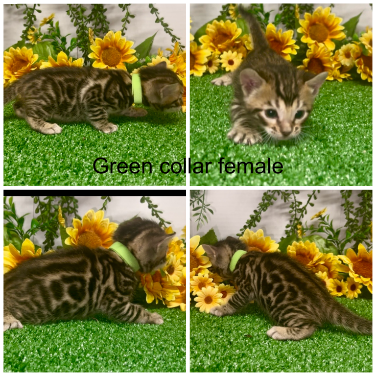 Green Collar Female photo 1
