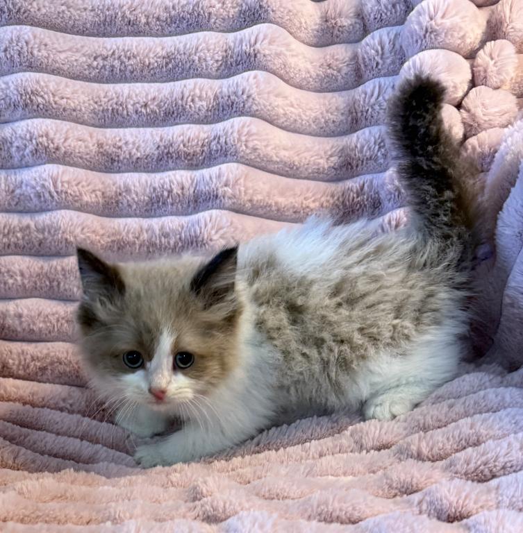 TICA Registered Male Kitten photo 2