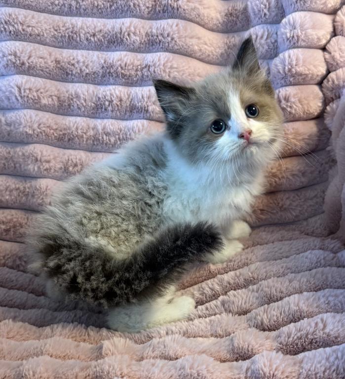 TICA Registered Male Kitten photo 1