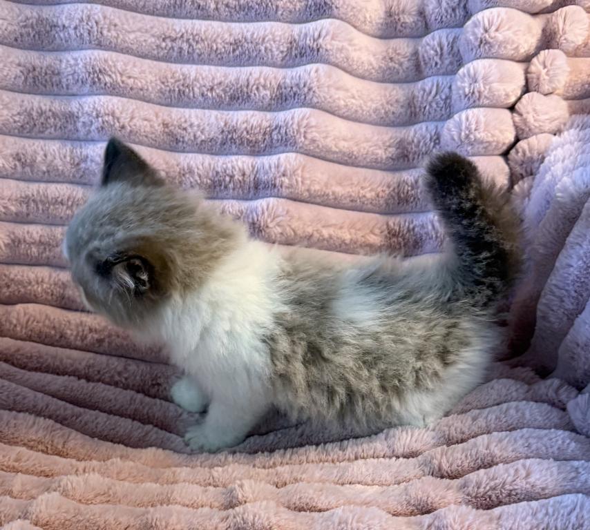 TICA Registered Male Kitten photo 3
