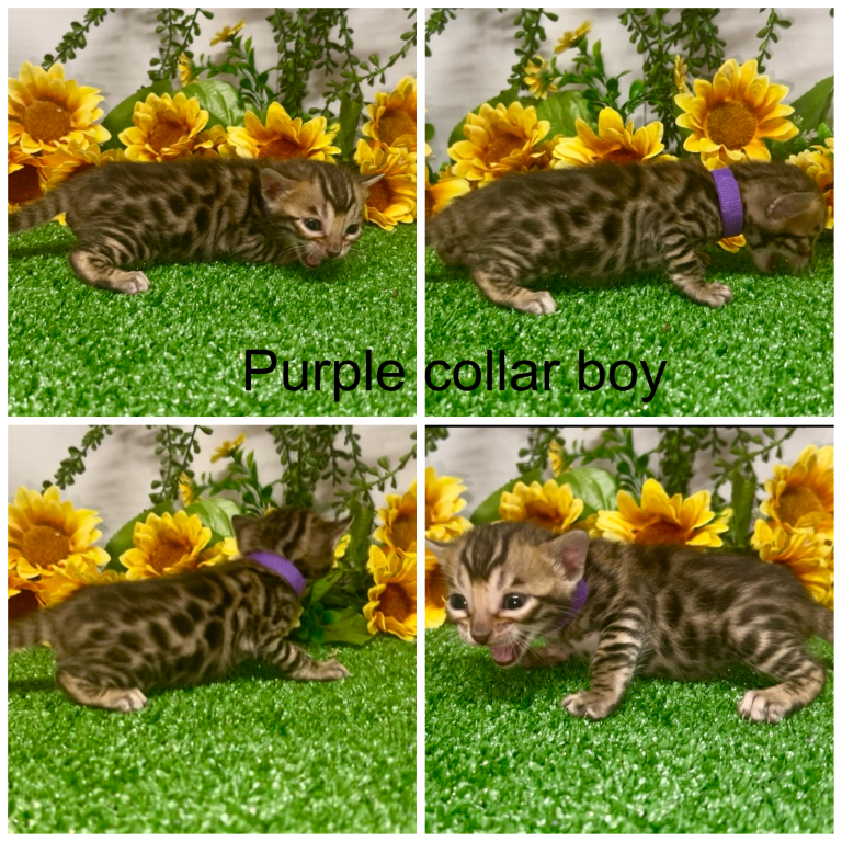 Purple Collar Male photo 1