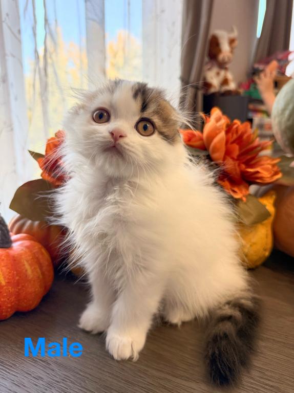 Pumpkin photo 1