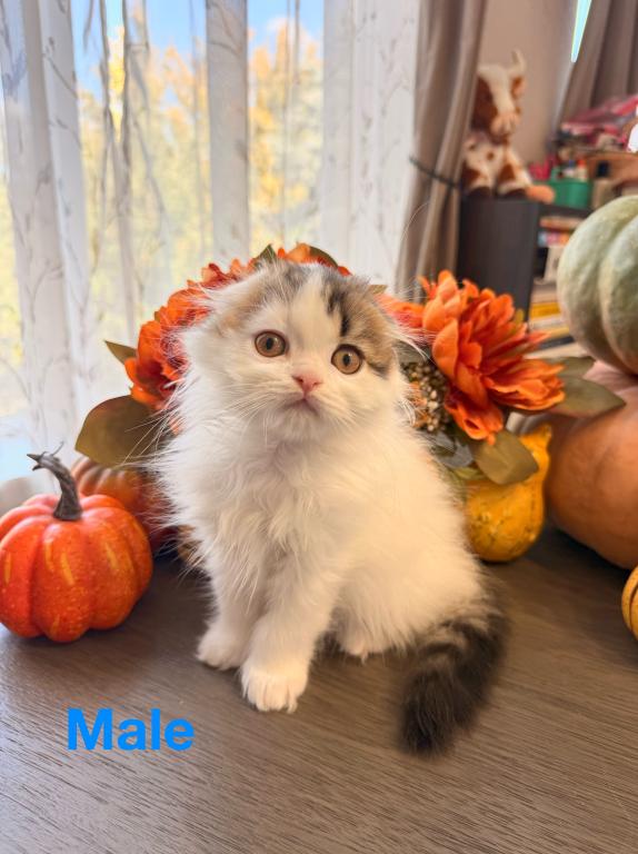 Pumpkin photo 3