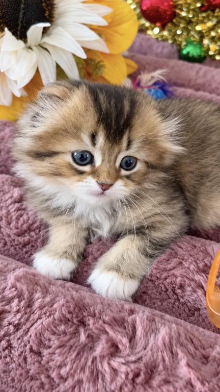 Fluffy Scottish Fold Longhair Boy photo 3