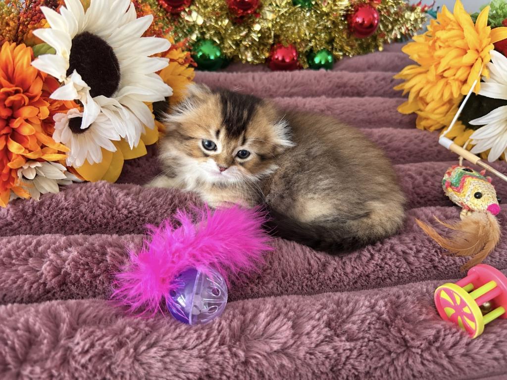 Fluffy Scottish Fold Longhair Boy photo 8