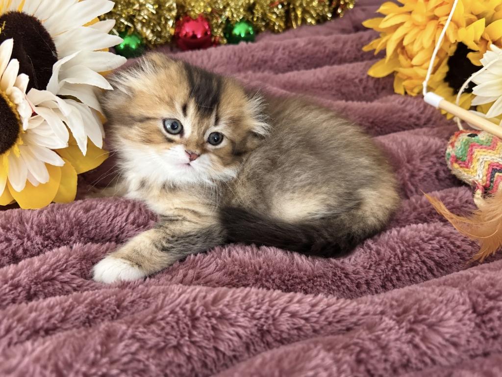 Fluffy Scottish Fold Longhair Boy photo 6