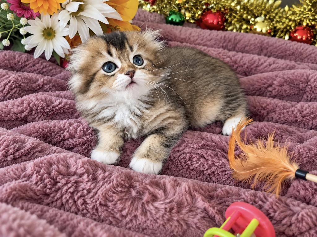 Fluffy Scottish Fold Longhair Boy photo 5
