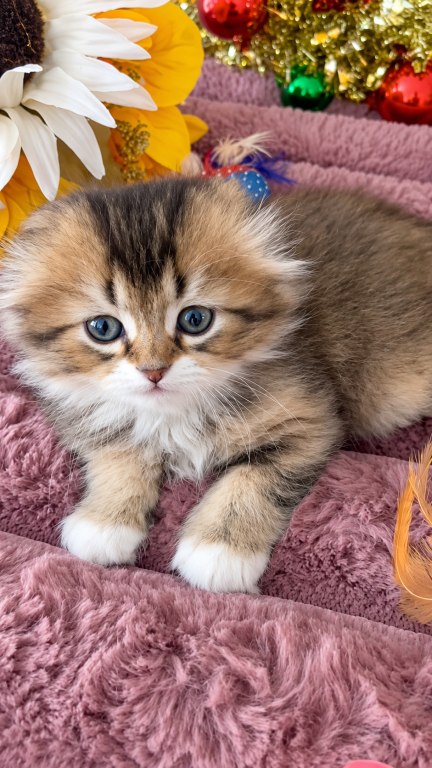 Fluffy Scottish Fold Longhair Boy photo 4
