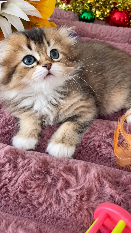 Fluffy Scottish Fold Longhair Boy photo 2
