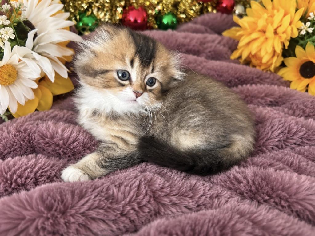 Fluffy Scottish Fold Longhair Boy photo 10