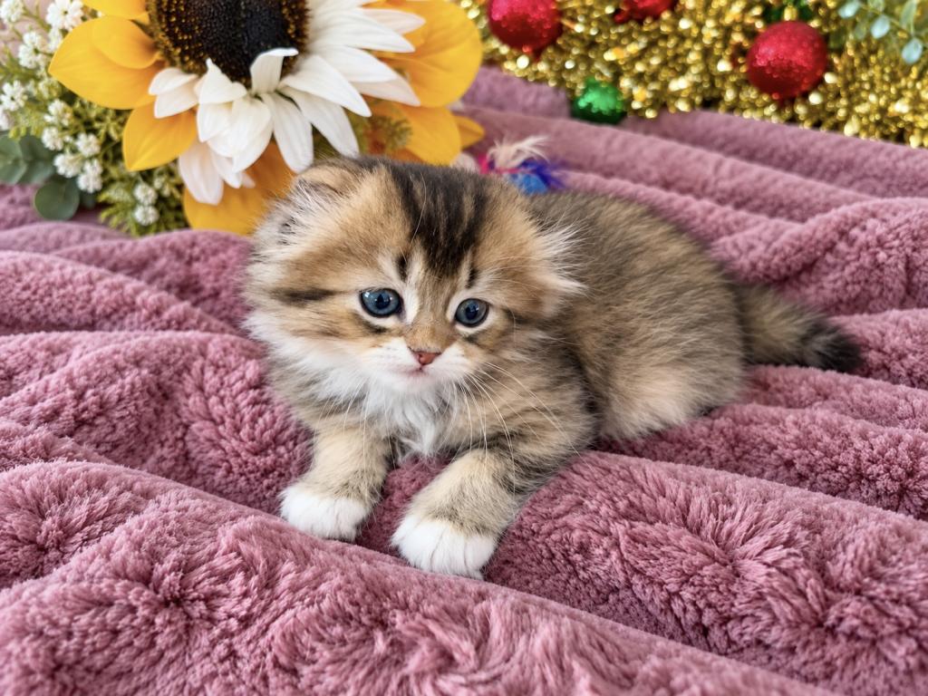 Fluffy Scottish Fold Longhair Boy photo 1