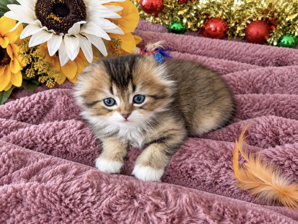 Fluffy Scottish Fold Longhair Boy photo 9