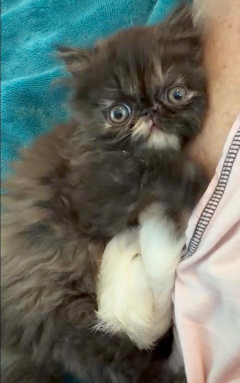 Tortie Girl photo 1