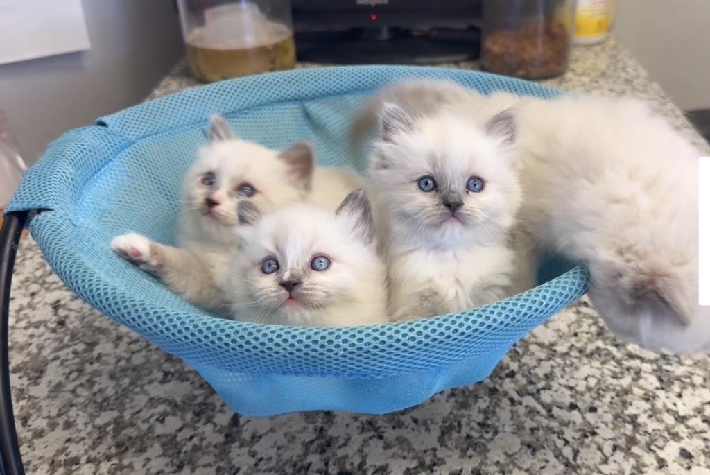 Ragdoll Kittens Jun photo 1