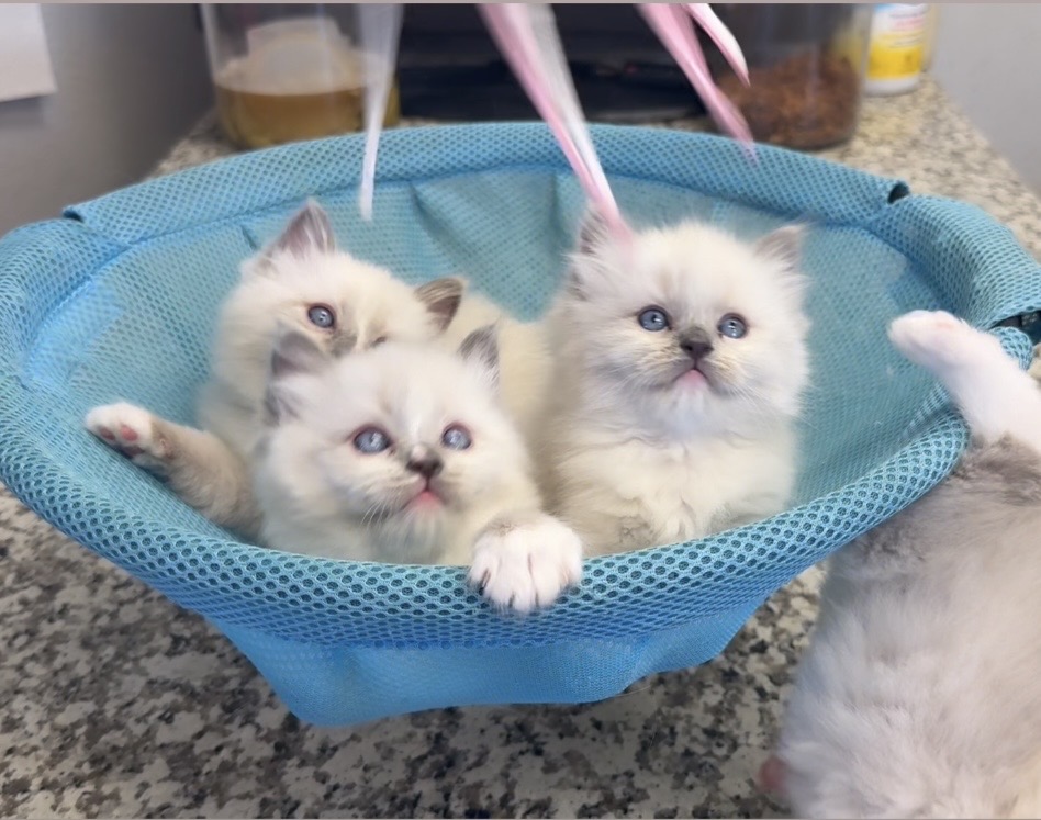 Ragdoll Kittens Jun photo 2