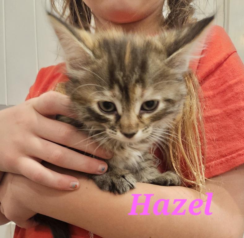 Hazel photo 1