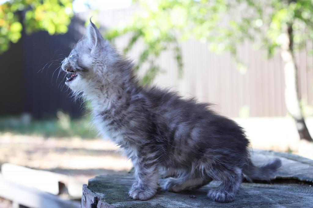 Rixos Maine Coon Poly Male photo 2
