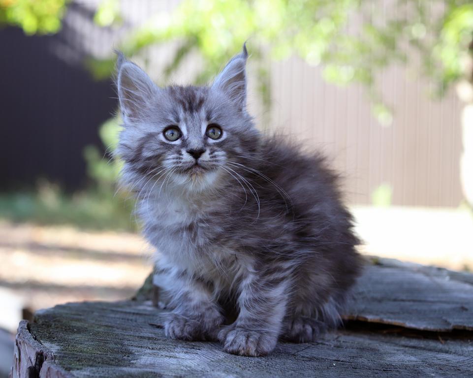 Rixos Maine Coon Poly Male