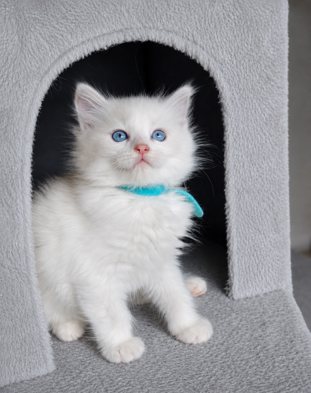 Ragdoll Kitten photo 10