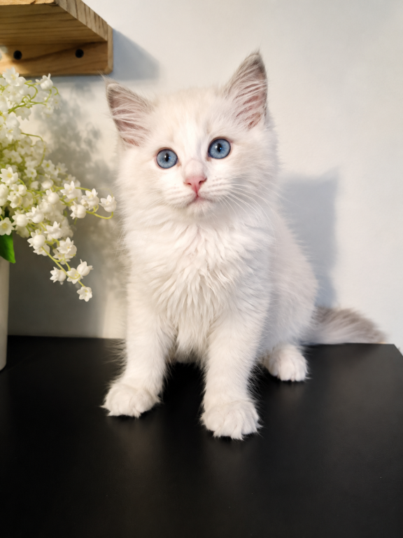 Ragdoll Kitten photo 5