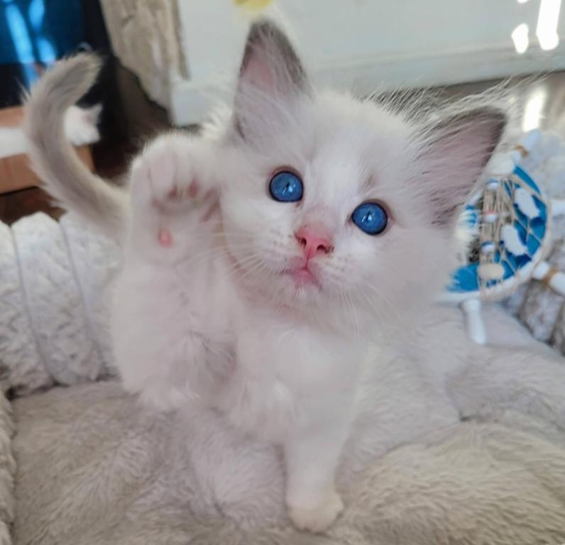 Ragdoll Kitten photo 2