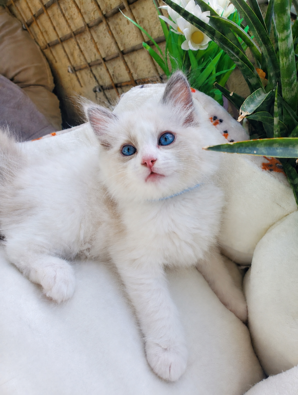 Ragdoll Kitten photo 1