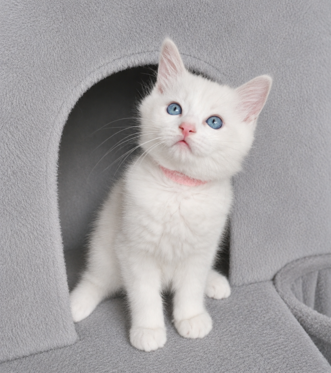 Ragdoll Kitten photo 11