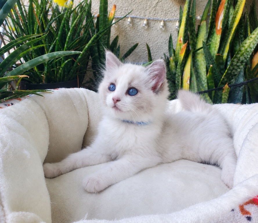 Ragdoll Kitten photo 7