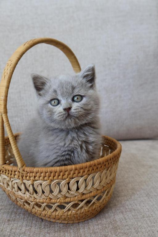 British Shorthair Lilac Girl photo 1