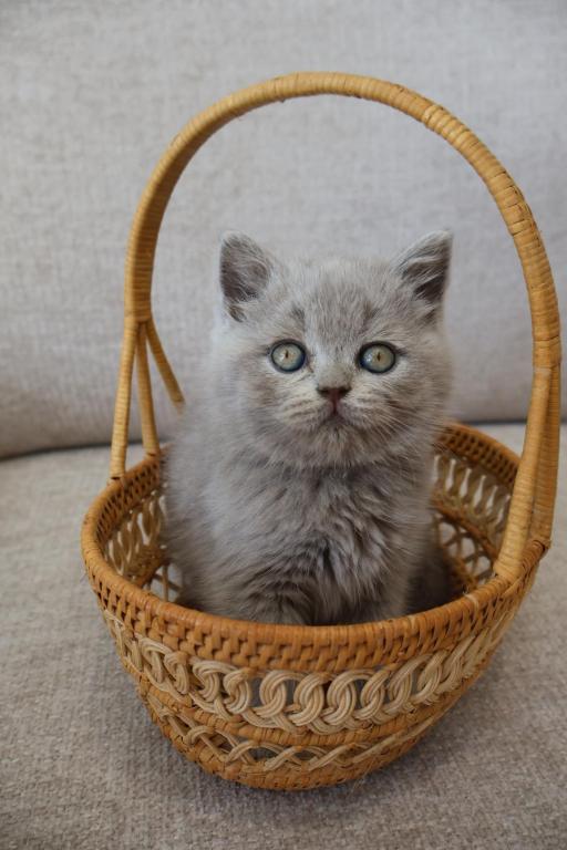 British Shorthair Lilac Girl photo 2