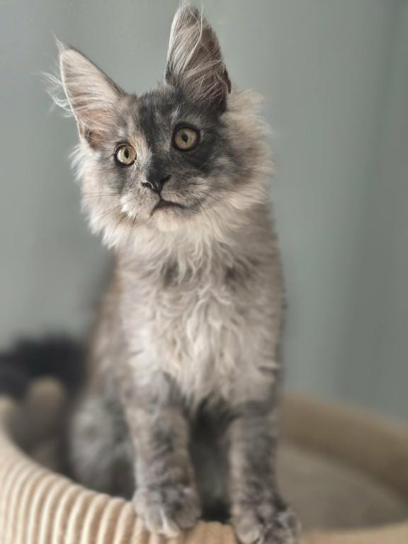 Maine Coon Kittens Males And Females photo 5