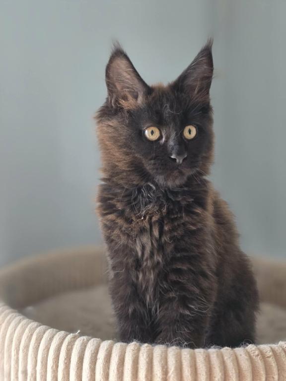 Maine Coon Kittens Males And Females photo 2