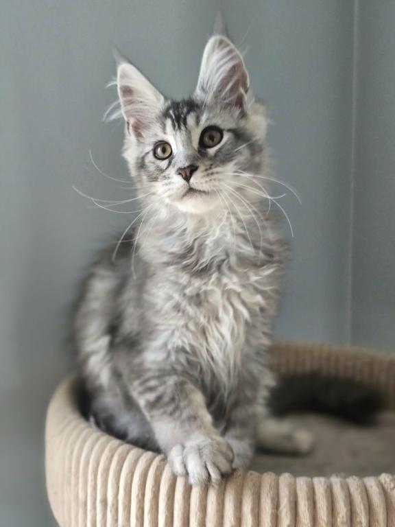 Maine Coon Kittens Males And Females photo 6