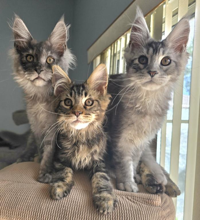 Maine Coon Kittens Males And Females photo 1