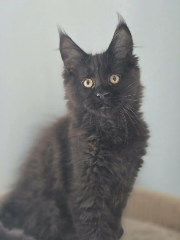 Maine Coon Kittens Males And Females photo 4