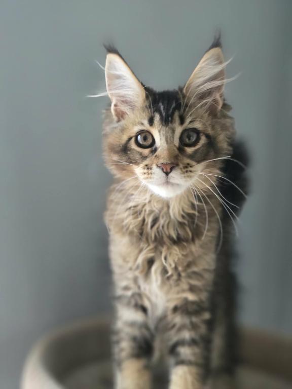 Maine Coon Kittens Males And Females photo 3