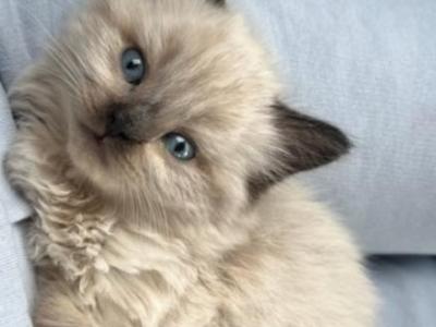 Rebeccas Ragdolls photo 3