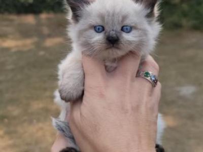 Rebeccas Ragdolls photo 1