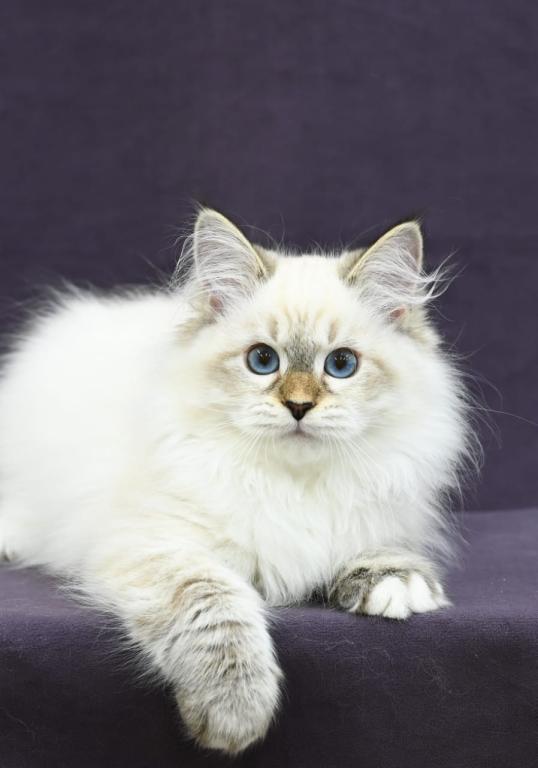 Lion photo 1