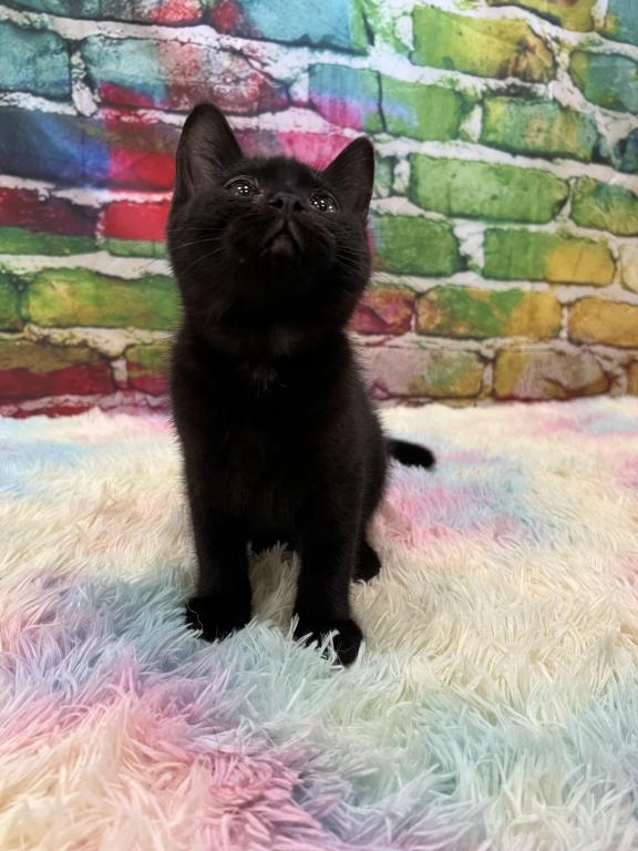 Vader photo 2