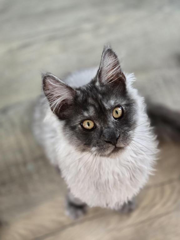 Maine Coon photo 1