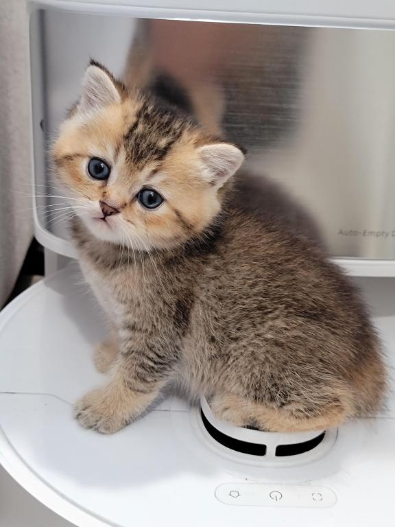 Scottish Straight And Fold Kitten photo 4