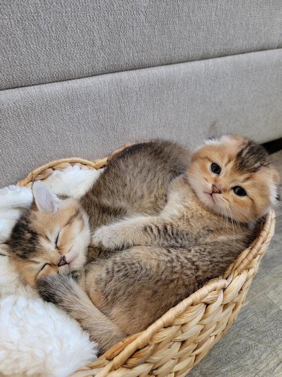 Scottish Straight And Fold Kitten photo 8