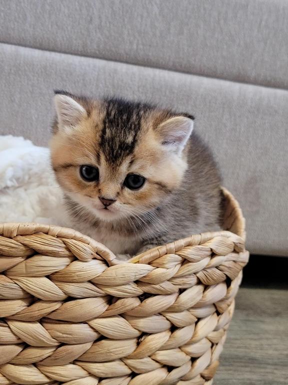 Scottish Straight And Fold Kitten photo 6