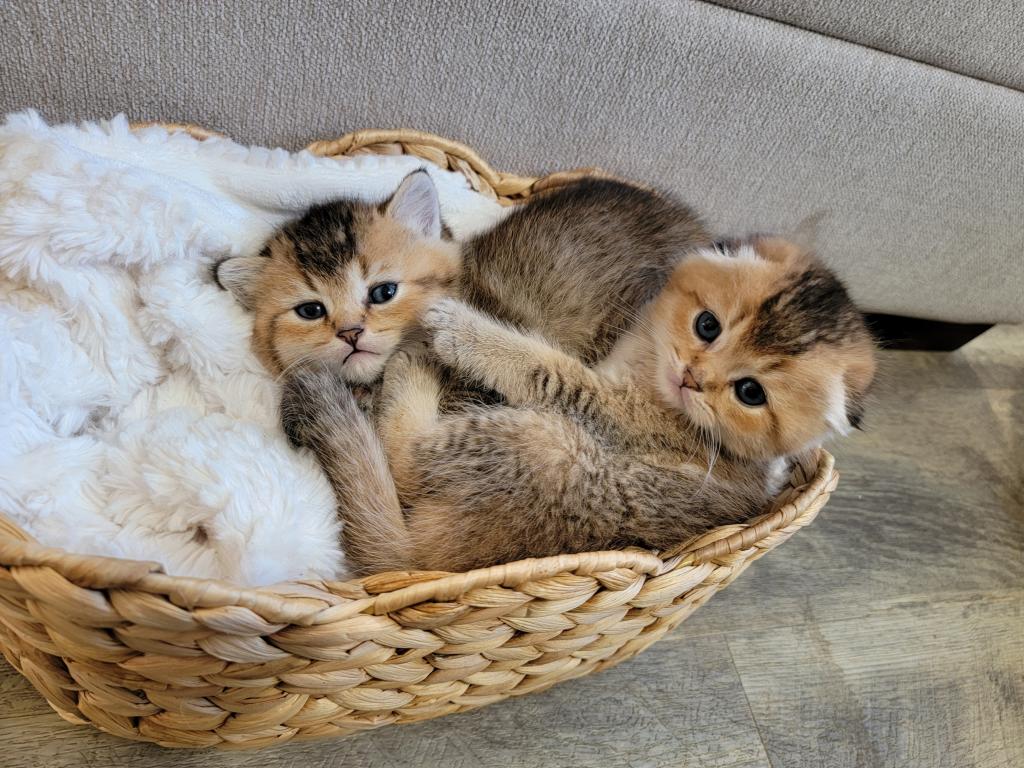Scottish Straight And Fold Kitten photo 7