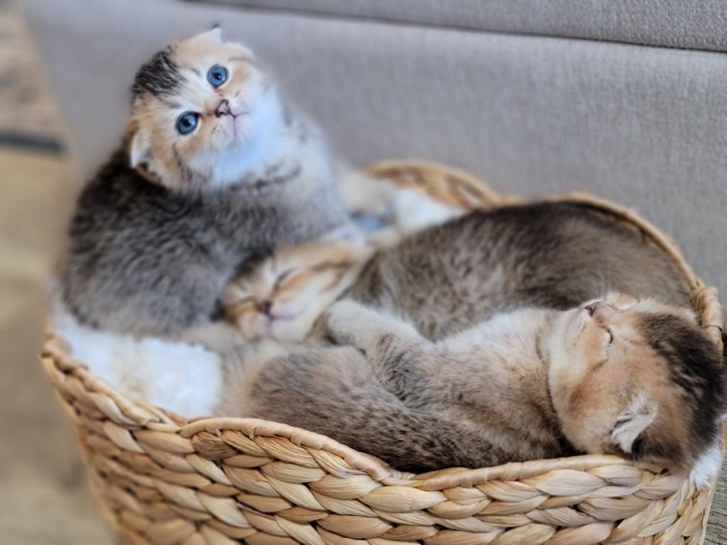 Scottish Straight And Fold Kitten photo 1